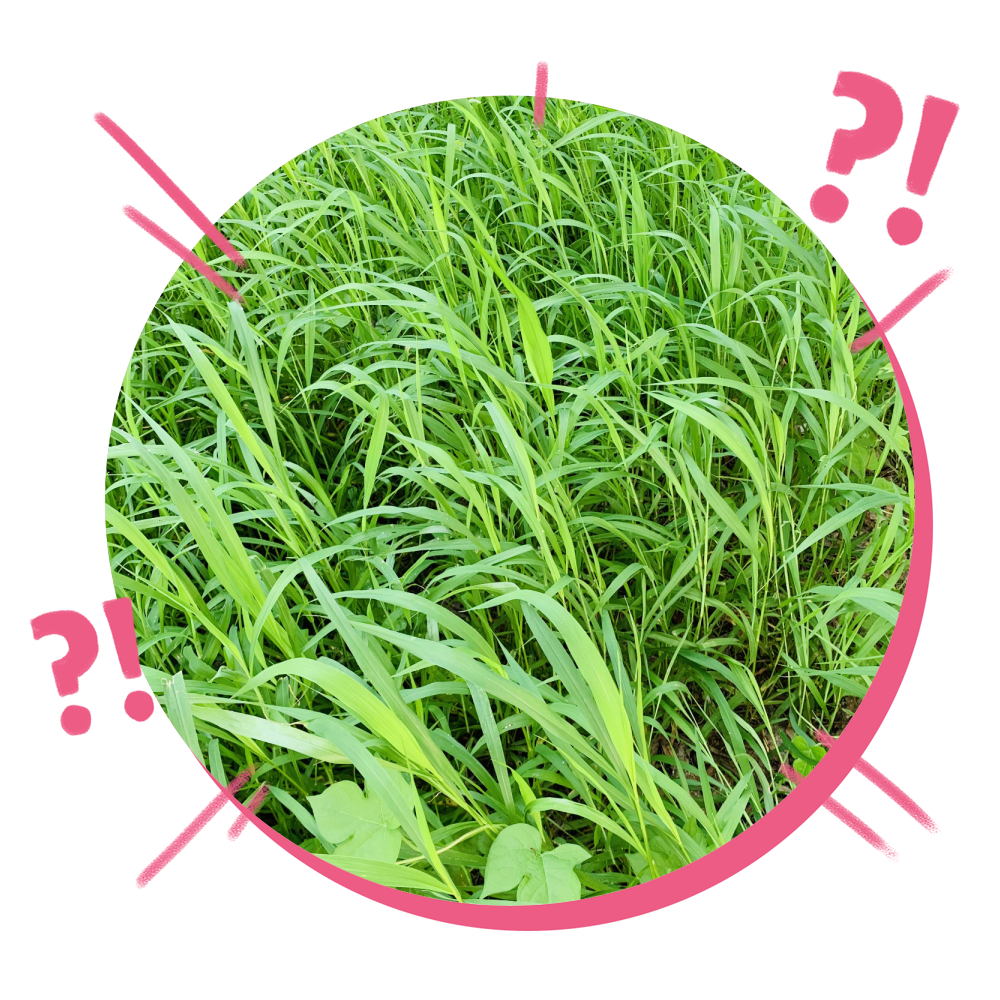 HERBICIDES