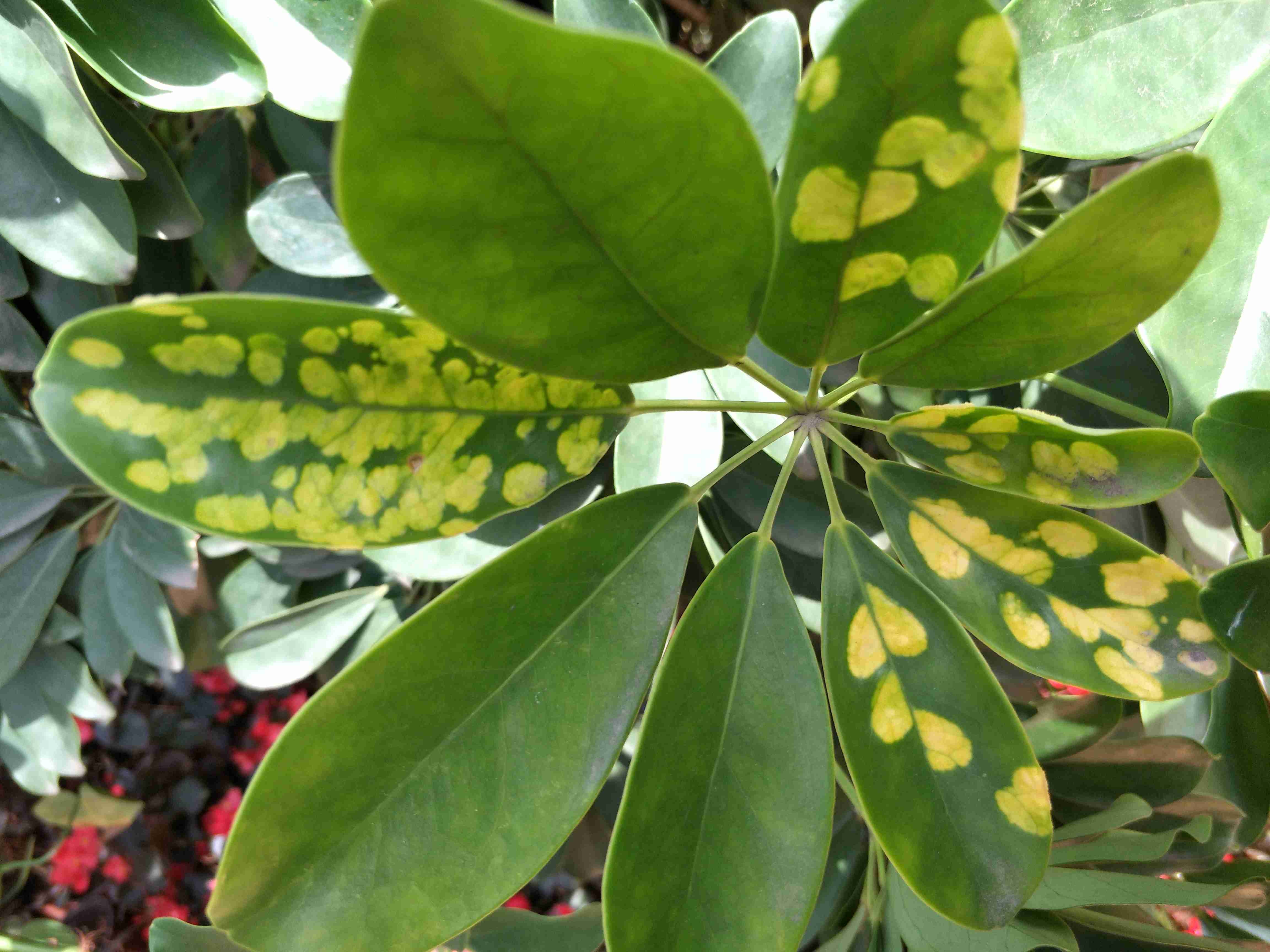 FUNGICIDES